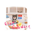 チワワのみりちゃ（個別スタンプ：29）