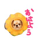 チワワのみりちゃ（個別スタンプ：30）