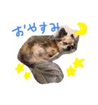 チワワのみりちゃ（個別スタンプ：31）