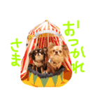 チワワのみりちゃ（個別スタンプ：33）