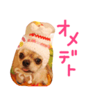チワワのみりちゃ（個別スタンプ：36）