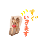 チワワのみりちゃ（個別スタンプ：37）