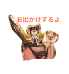 チワワのみりちゃ（個別スタンプ：40）