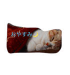 うちのちーさん（個別スタンプ：1）