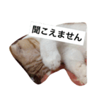 うちのちーさん（個別スタンプ：3）