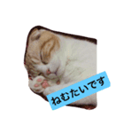 うちのちーさん（個別スタンプ：4）