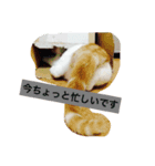 うちのちーさん（個別スタンプ：6）