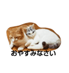 The  Cats（個別スタンプ：1）