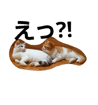 The  Cats（個別スタンプ：2）