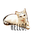 The  Cats（個別スタンプ：5）