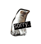 The  Cats（個別スタンプ：7）