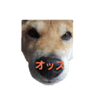 柴犬先輩（個別スタンプ：1）