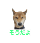 柴犬先輩（個別スタンプ：4）