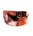 柴犬先輩（個別スタンプ：5）