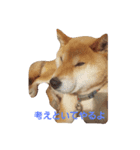 柴犬先輩（個別スタンプ：6）