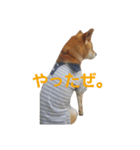 柴犬先輩（個別スタンプ：7）