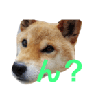 柴犬先輩（個別スタンプ：8）