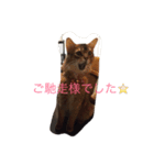 わぁくん（個別スタンプ：3）