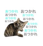 癒し猫**実写**猛アピール！（個別スタンプ：3）