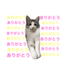 癒し猫**実写**猛アピール！（個別スタンプ：4）