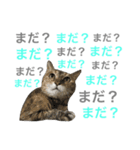 癒し猫**実写**猛アピール！（個別スタンプ：9）