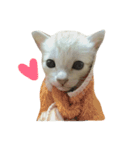 Funny cat＆cat（個別スタンプ：1）
