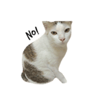 Funny cat＆cat（個別スタンプ：2）