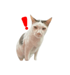 Funny cat＆cat（個別スタンプ：4）