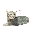 Funny cat＆cat（個別スタンプ：5）