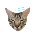 Funny cat＆cat（個別スタンプ：6）