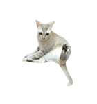 Funny cat＆cat（個別スタンプ：7）