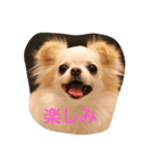 マル＆フワ（個別スタンプ：4）