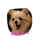 マル＆フワ（個別スタンプ：9）