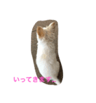 マル＆フワ（個別スタンプ：10）
