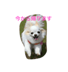 マル＆フワ（個別スタンプ：12）