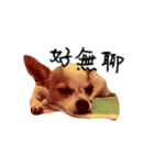 CHIHUAHUA Expressions（個別スタンプ：1）