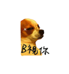 CHIHUAHUA Expressions（個別スタンプ：2）