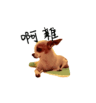 CHIHUAHUA Expressions（個別スタンプ：4）