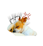 CHIHUAHUA Expressions（個別スタンプ：7）