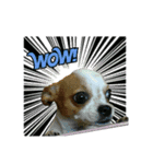 CHIHUAHUA Expressions（個別スタンプ：8）