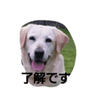 hklabrador（個別スタンプ：5）