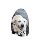 hklabrador（個別スタンプ：7）