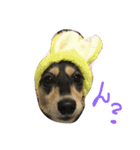 愛犬ひまわりと仲間達♡（個別スタンプ：1）