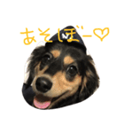 愛犬ひまわりと仲間達♡（個別スタンプ：2）