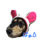 愛犬ひまわりと仲間達♡（個別スタンプ：3）