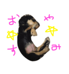 愛犬ひまわりと仲間達♡（個別スタンプ：4）