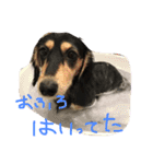 愛犬ひまわりと仲間達♡（個別スタンプ：5）