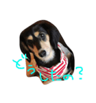 愛犬ひまわりと仲間達♡（個別スタンプ：6）