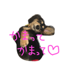 愛犬ひまわりと仲間達♡（個別スタンプ：7）