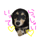 愛犬ひまわりと仲間達♡（個別スタンプ：9）